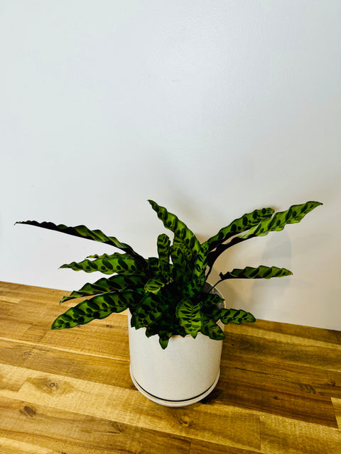 Calathea Insignis