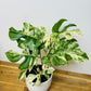 Philodendron Minima - Variegated