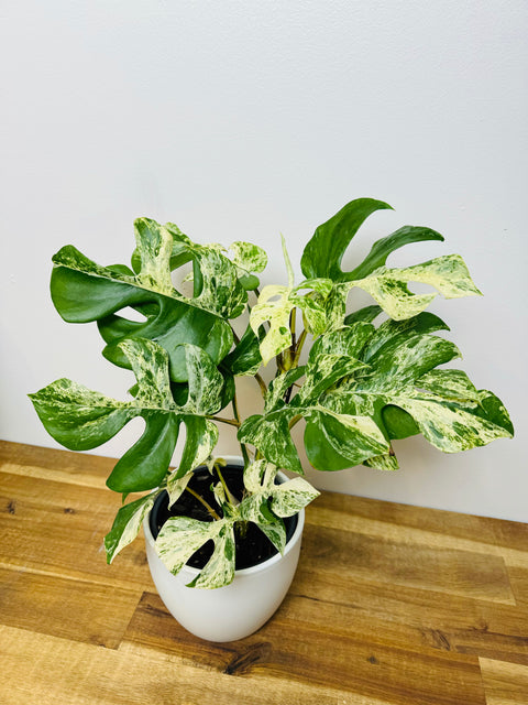 Philodendron Minima - Variegated