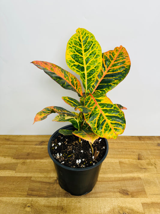 Croton - Petra
