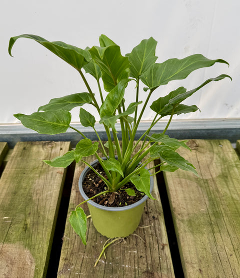Philodendron Xanadu