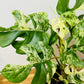 Philodendron Minima - Variegated