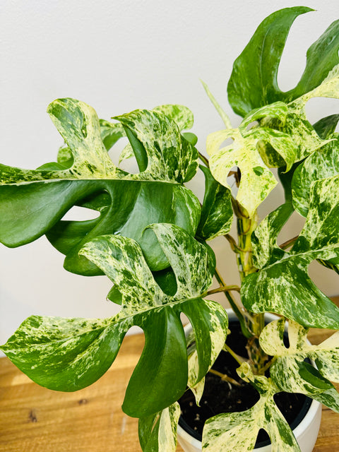 Philodendron Minima - Variegated