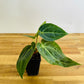 Anthurium Dark papi