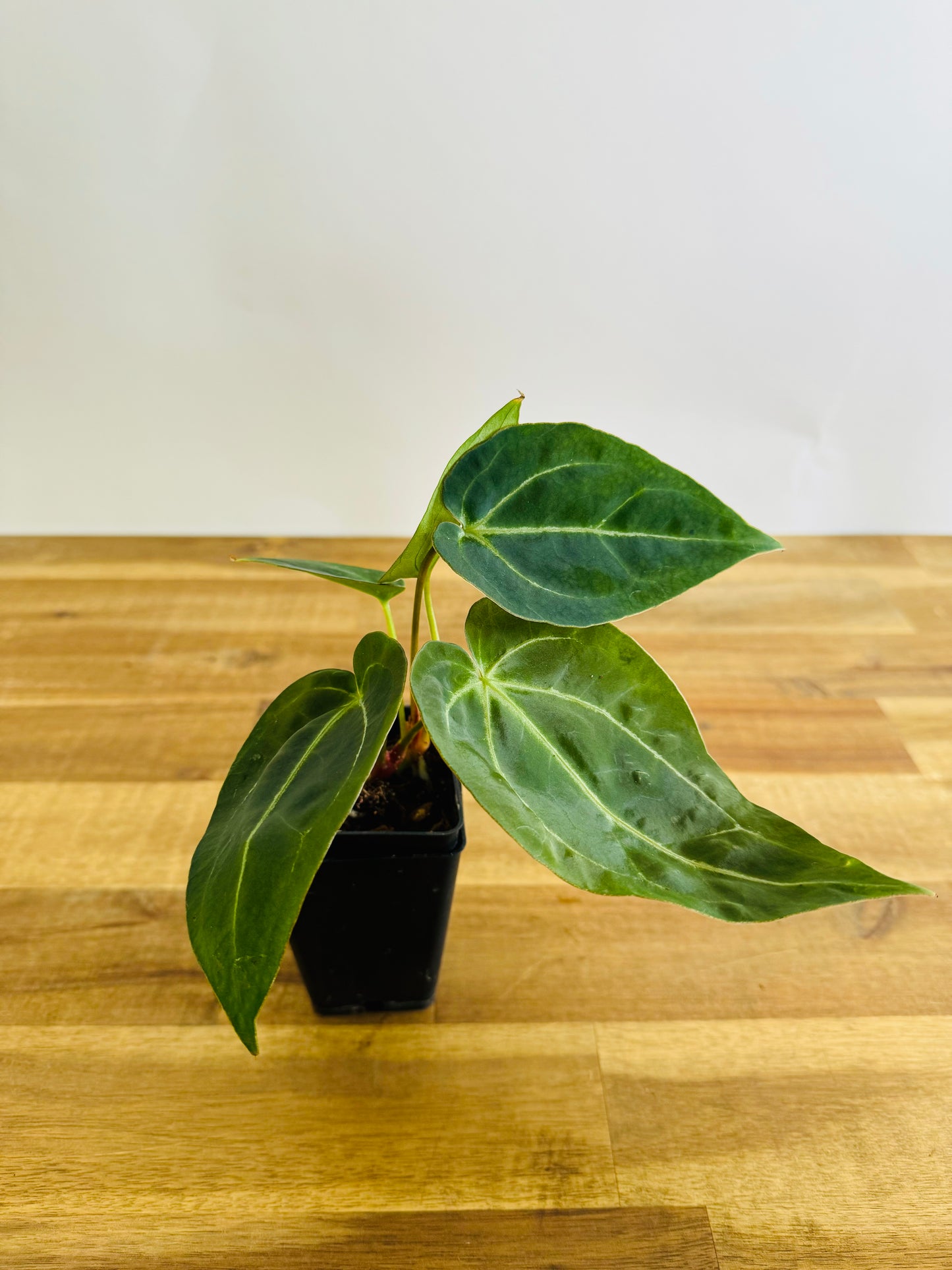 Anthurium Dark papi