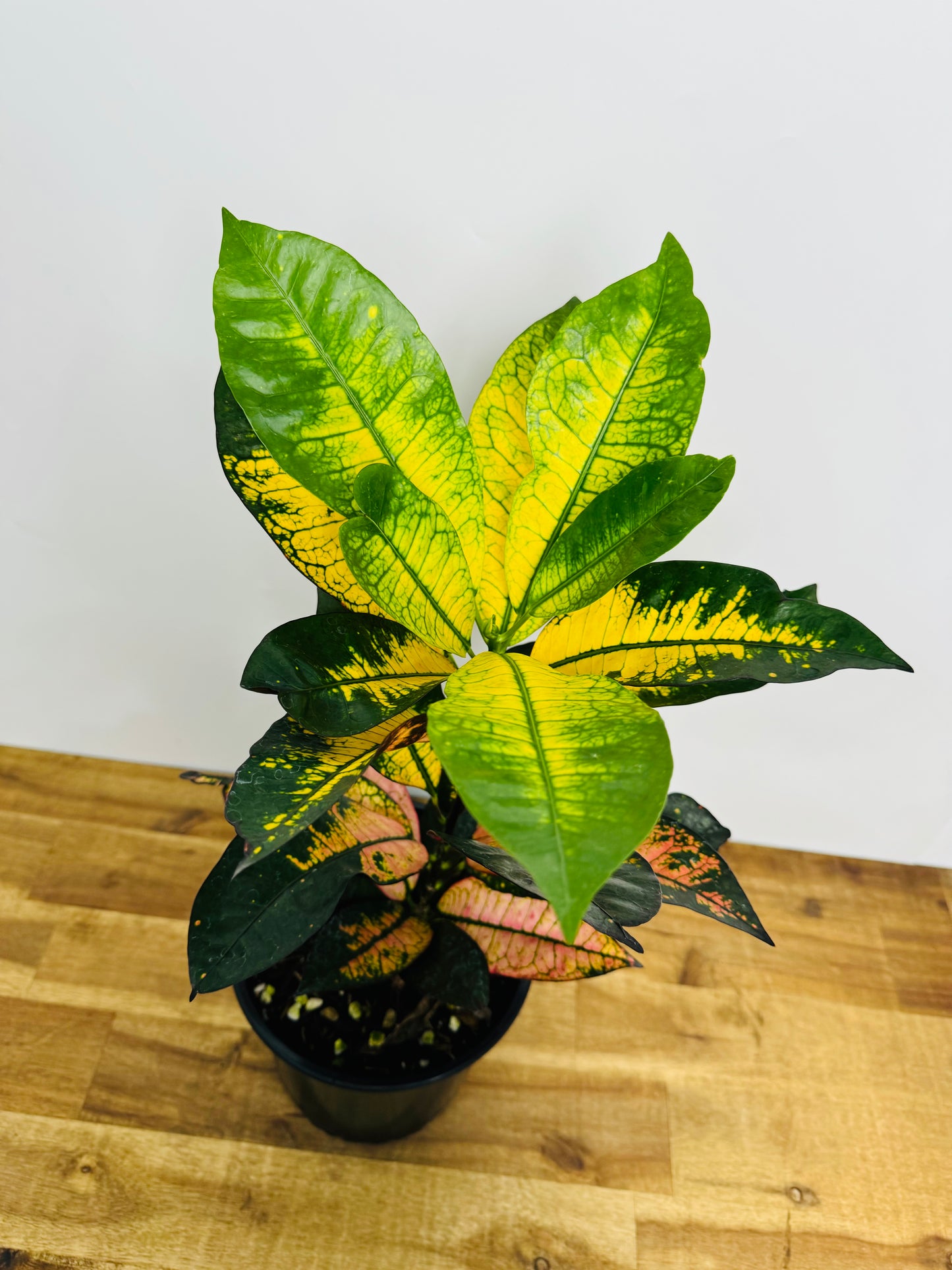 Croton - Mrs Iceton