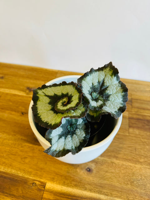Begonia Escargot