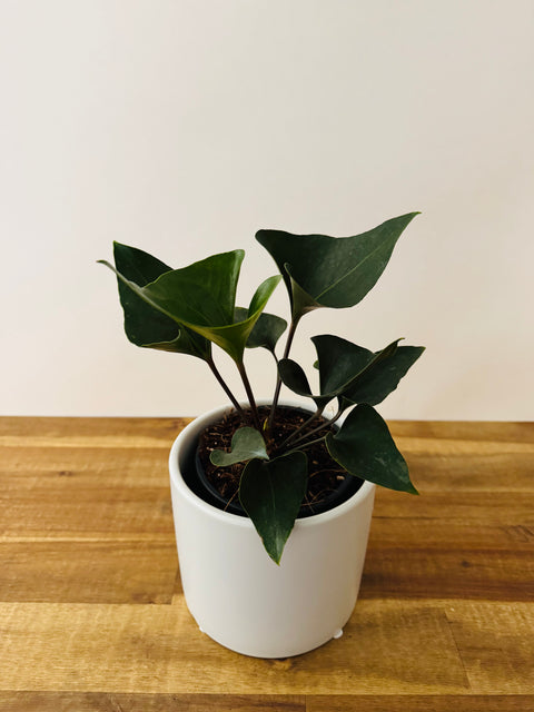 anthurium arrow A. Arrow – The Green Grower