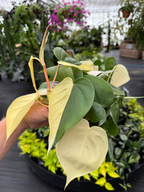 Philodendron Heartleaf - Albo