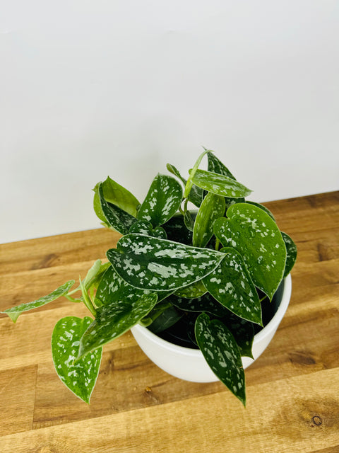 silver pothos nz Scindapsus Pictus Argyraeus | Buy Online Now