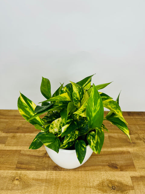 golden pothos online Pothos Golden | Buy Online Now