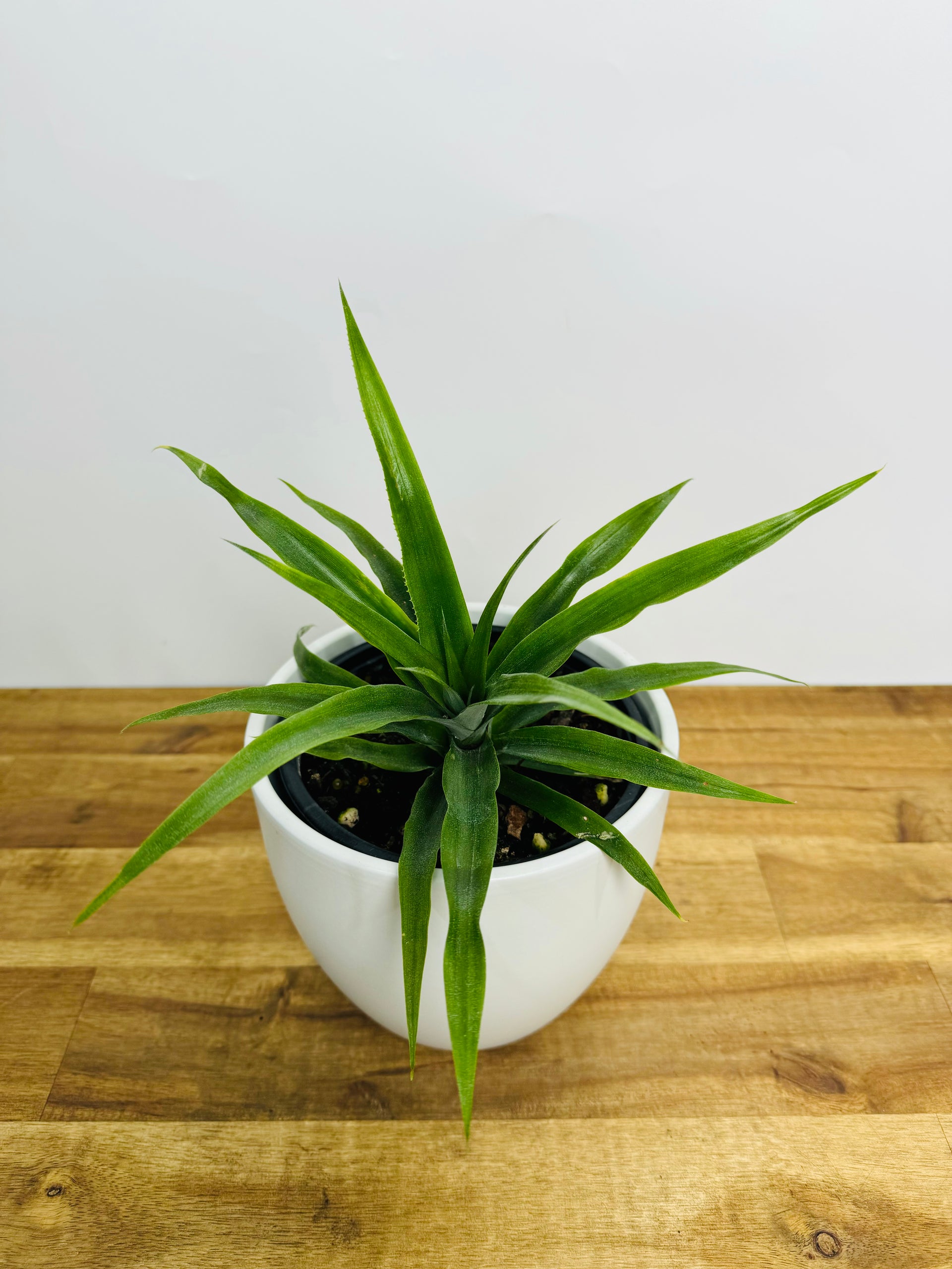buy pineapple plants nz Golden Spineless Pineapple | Buy Online Now