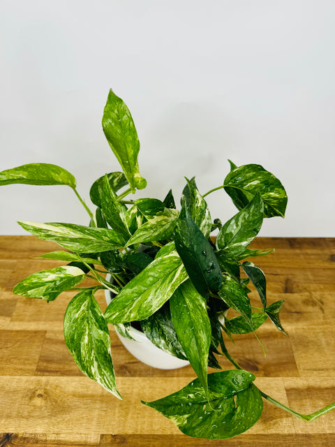 Epipremnum Plants