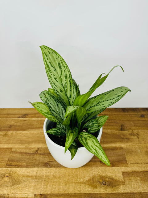 aglaonema king Get Your Aglaonema Silver King Today – The Green Grower