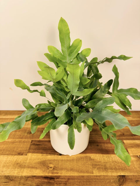 blue star fern nz Blue Star Fern – The Green Grower