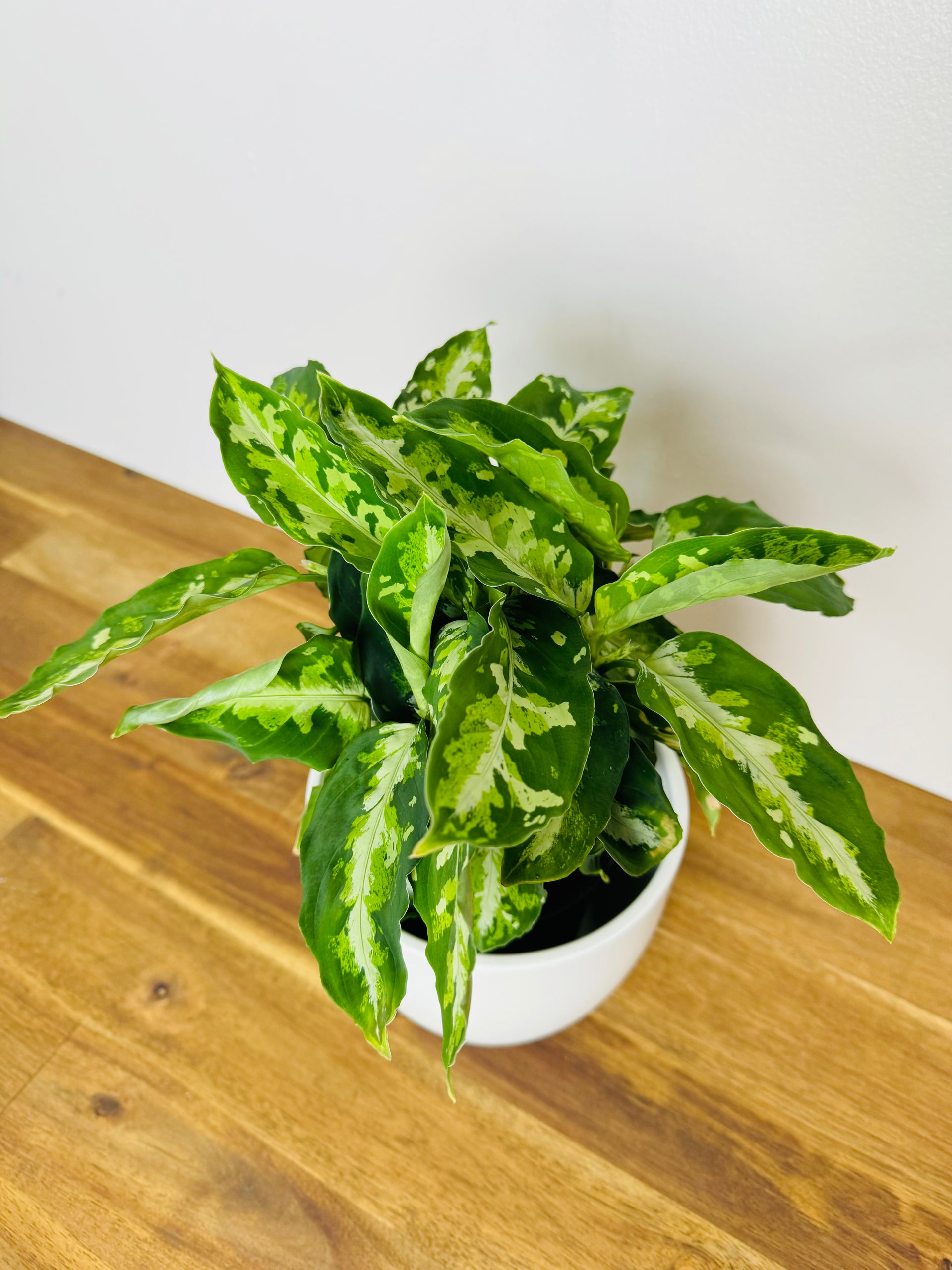 aglaonema pictum tricolor nz Shop Aglaonema Pictum Tricolor Now – The Green Grower