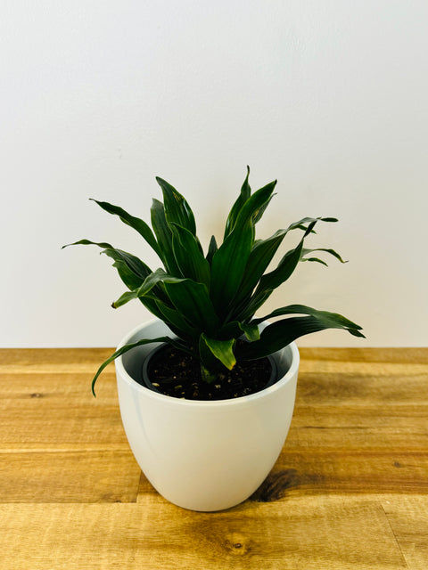 dracaena plant nz Dracaena compacta – The Green Grower