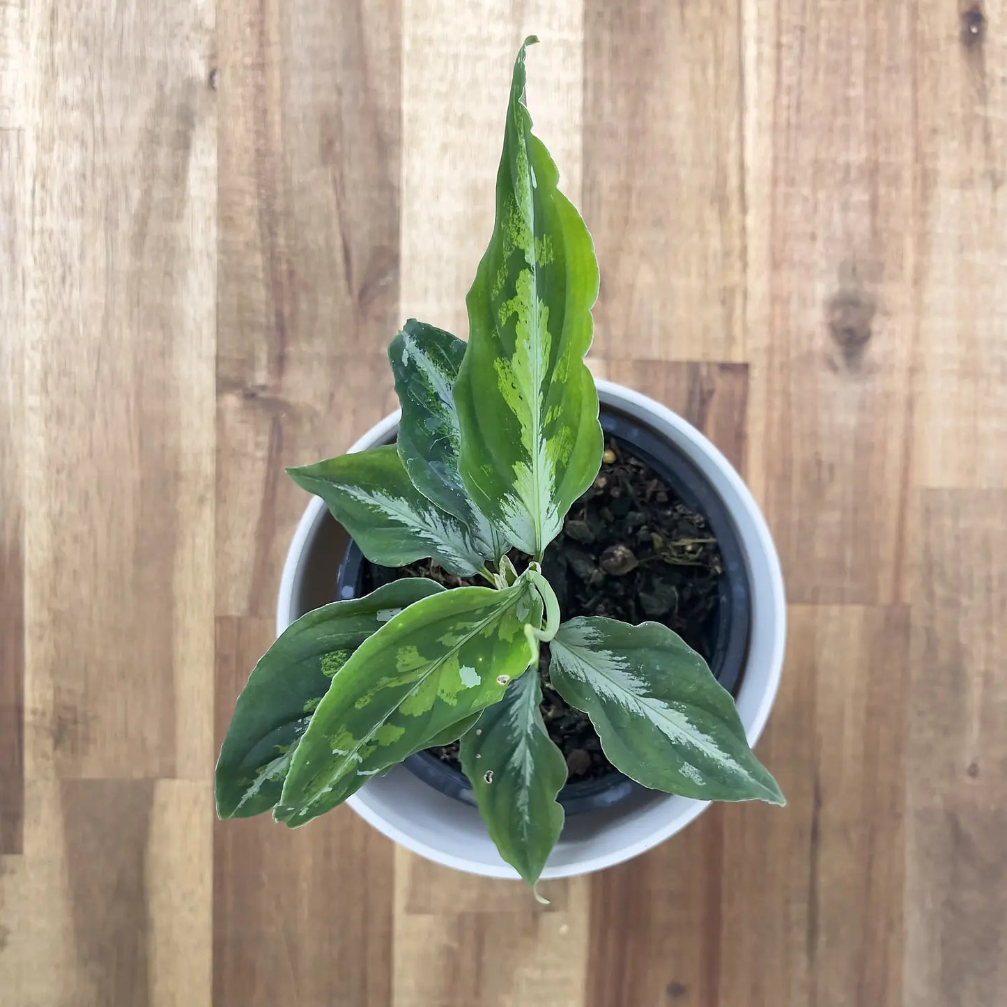Shop Aglaonema Pictum Tricolor Now – The Green Grower