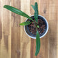Anthurium Bakeri