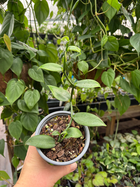 Vanilla Planifolia