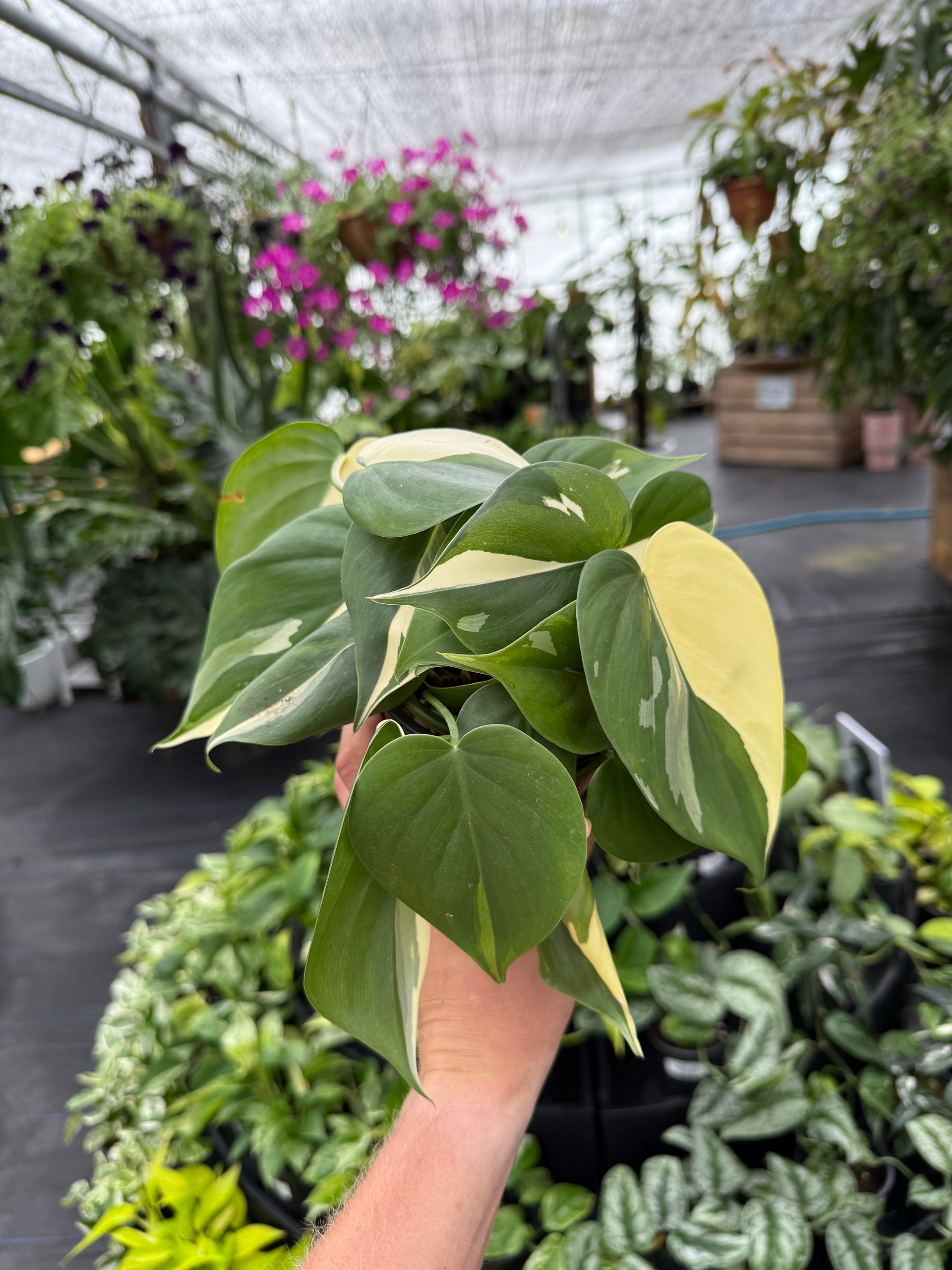 albo philodendron Philodendron