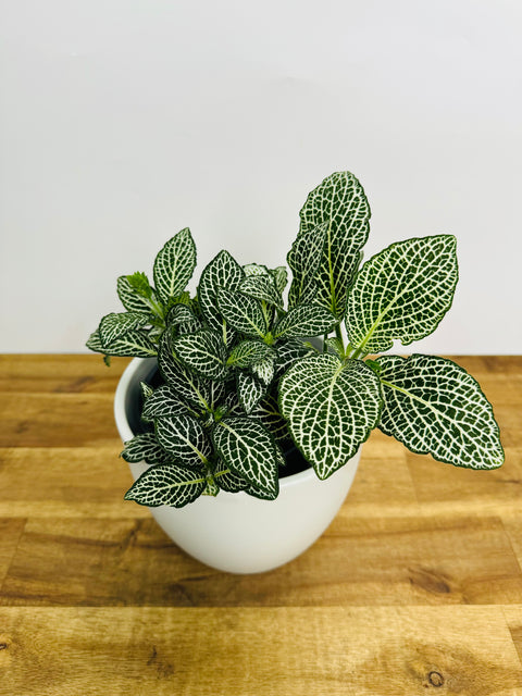 Fittonia Plants