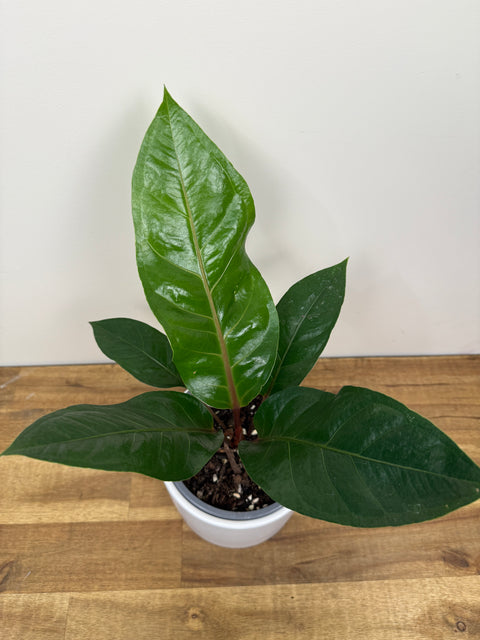 Anthurium Black dragon