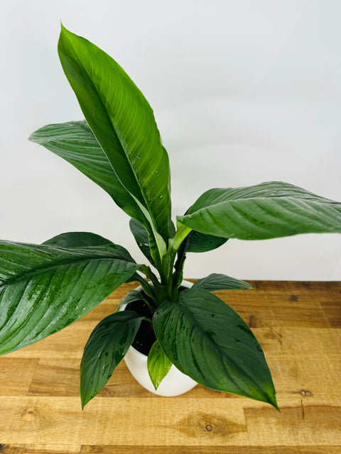 peace lily nz Peace Lily