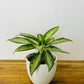 Aglaonema white rain