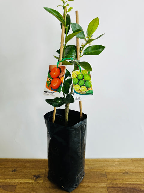 Double Happy Citrus - Mandarin X Lime