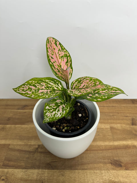 aglaonema nz Aglaonema - Green Lady