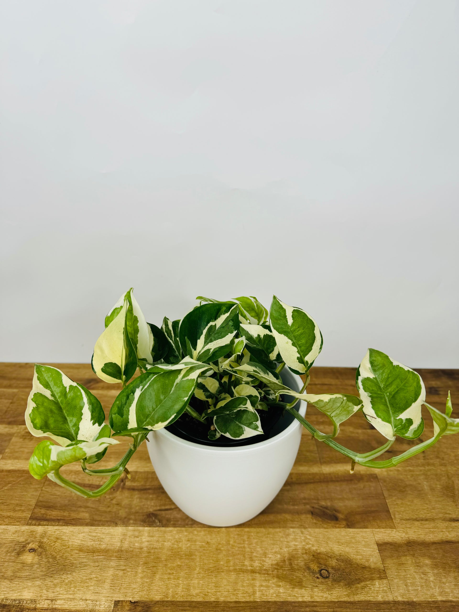 njoy pothos nz Pothos N'Joy | Buy Online Now