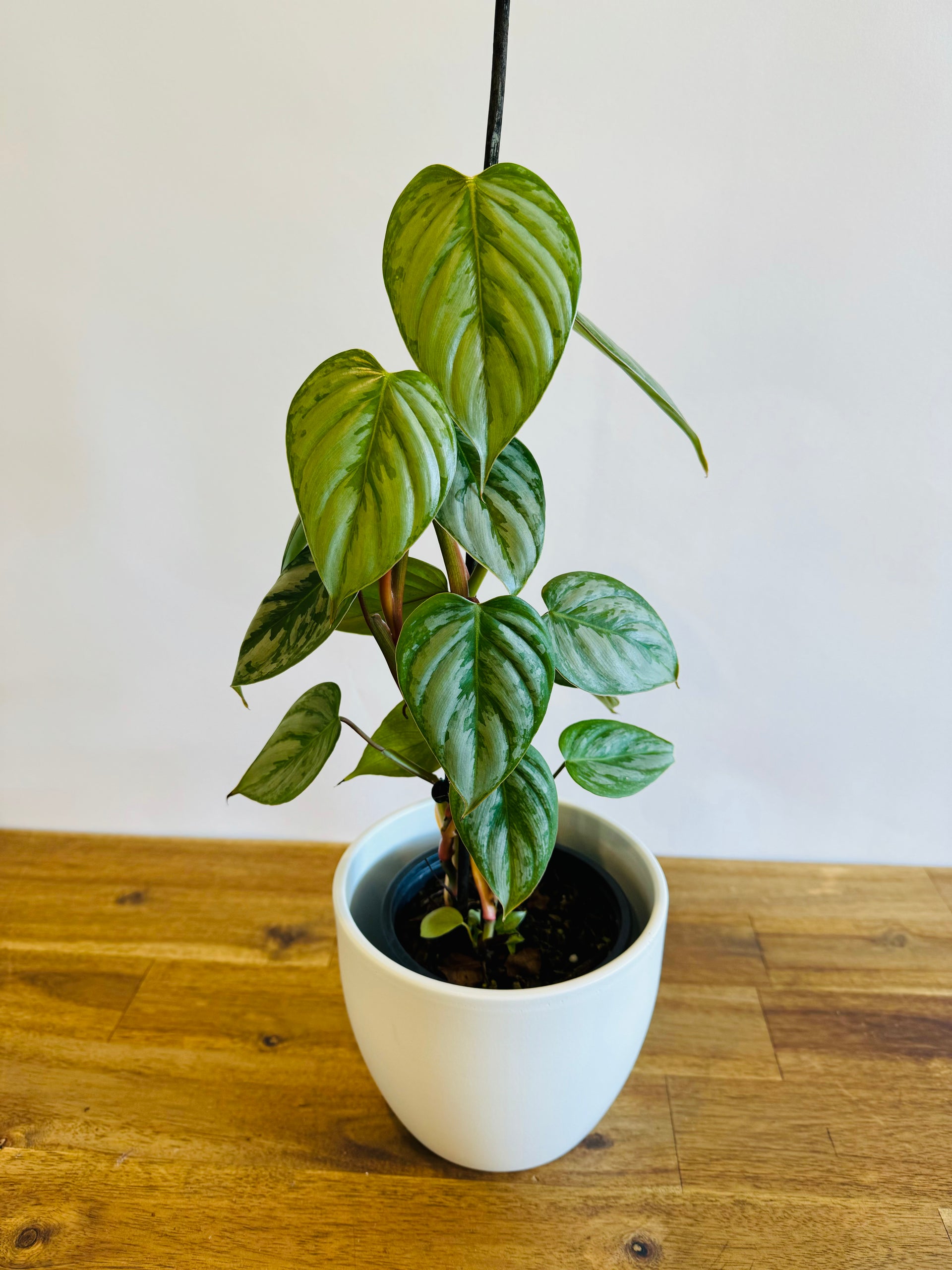 philodendron sodiroi for sale Philodendron sodiroi