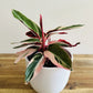 Calathea (Stromanthe sanguinea)'Triostar'