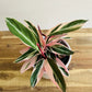 Calathea (Stromanthe sanguinea)'Triostar'