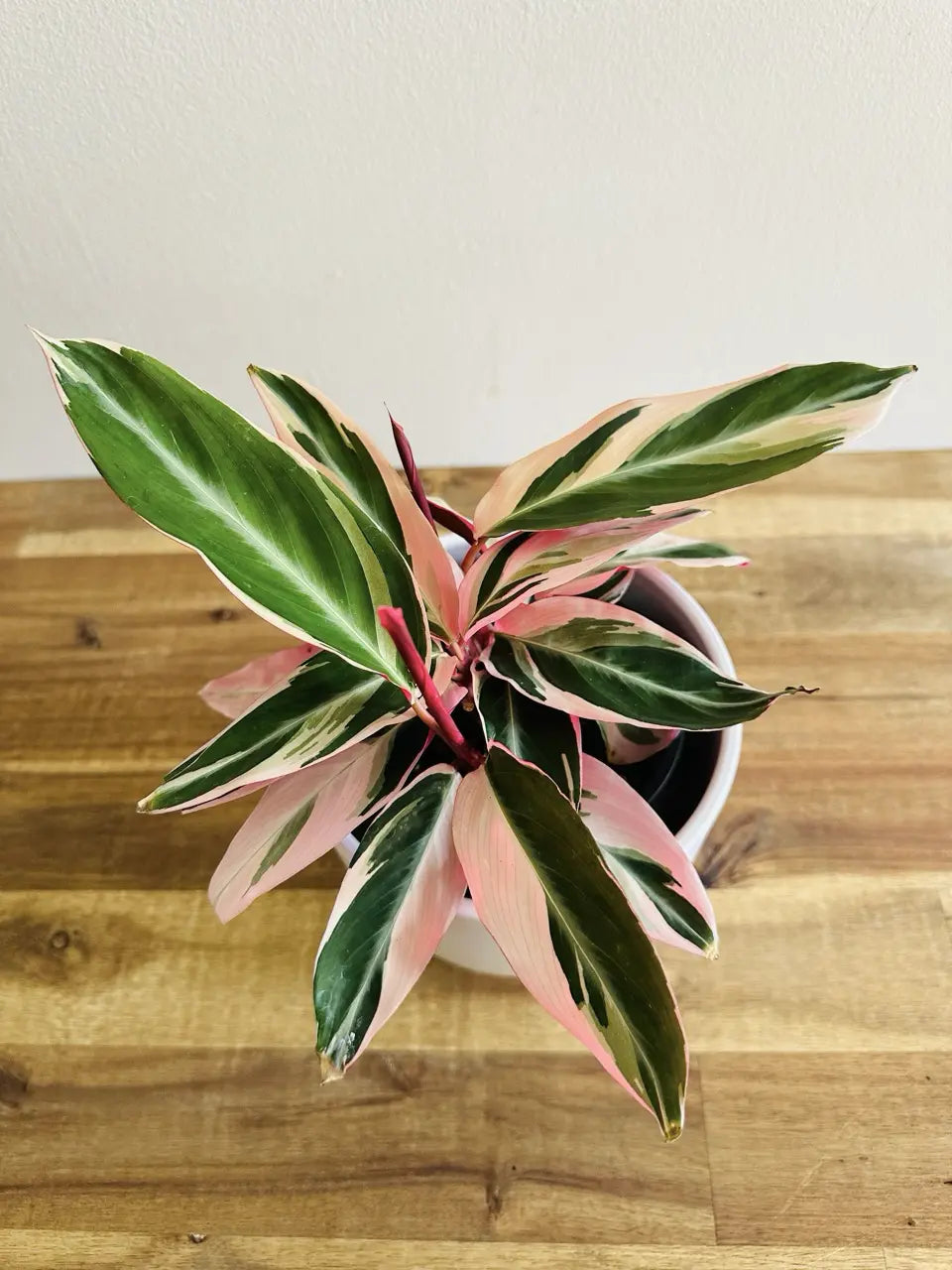 Calathea (Stromanthe sanguinea)'Triostar'