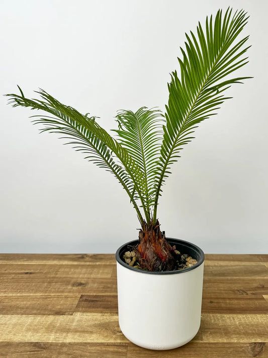 Cycas revoluta