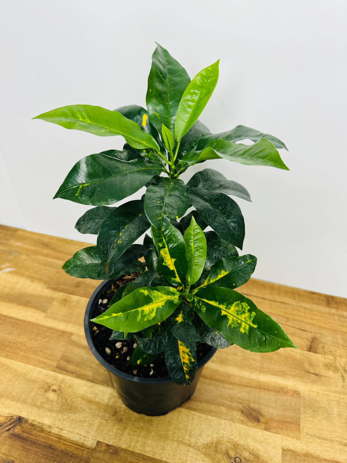Croton - Hybrid