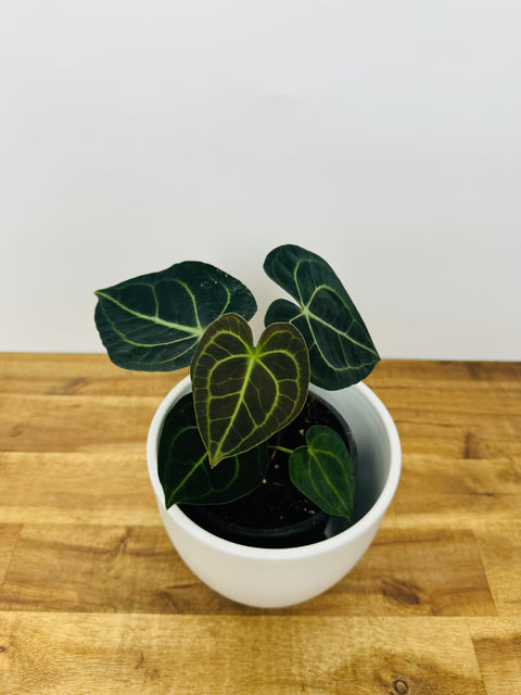 anthurium clarinervium nz A. Clarinervium – The Green Grower