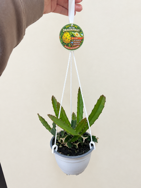Dragon Fruit (Yellow) in 15cm Hanger !