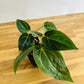Anthurium Dark papi