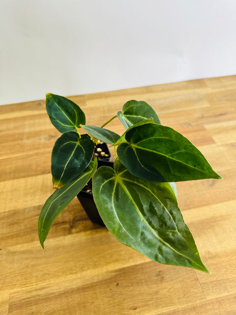 Anthurium Dark papi