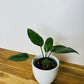 Anthurium Black dragon