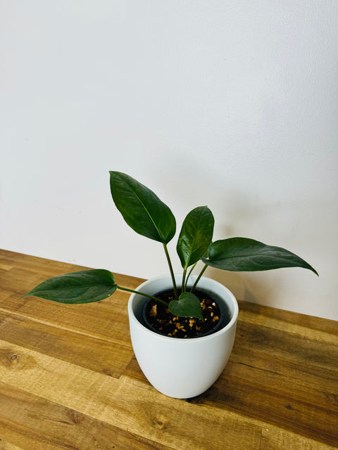 philodendron black dragon A. Black dragon – The Green Grower