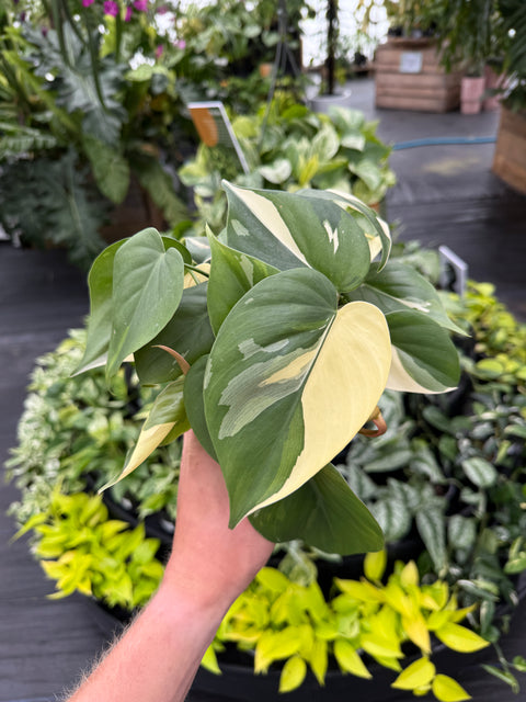Philodendron Heartleaf - Albo