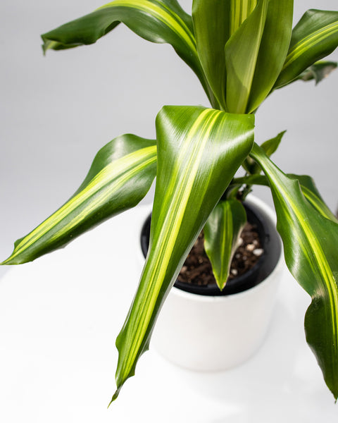 Dracaena  ‘Aloha’
