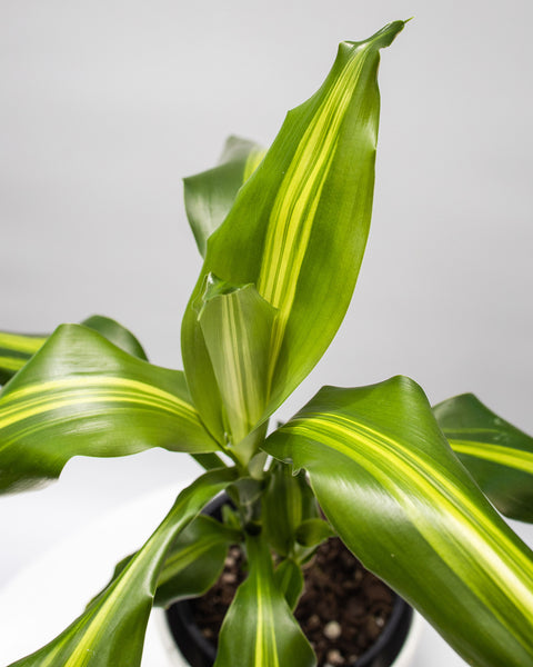 Dracaena  ‘Aloha’