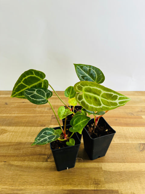 Anthurium dark crystallinum (pure)