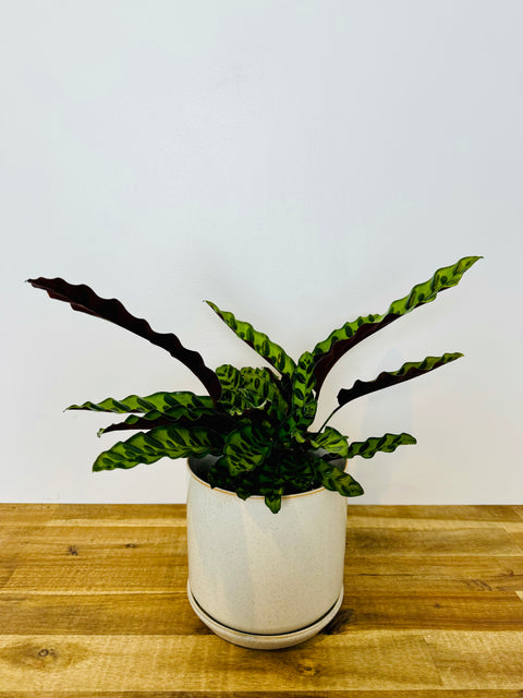 Calathea Insignis
