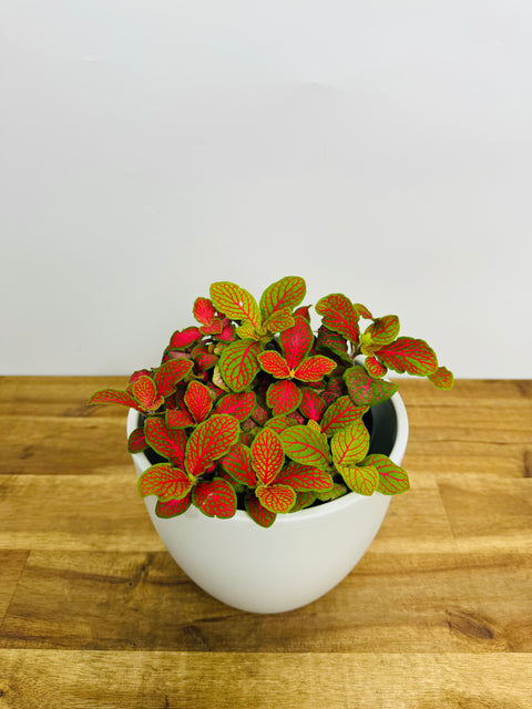 Fittonia - Ruby Red